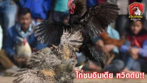 ไก่ชนอินเดีย