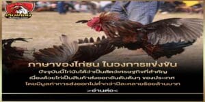 บทความไก่ชน