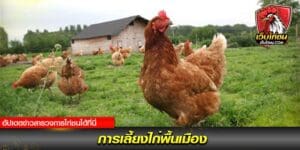 ไก่พื้นเมือง