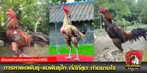 การเลือกพ่อพันธุ์-แม่พันธุ์ไก่