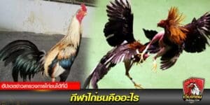 ข่าวไก่ชน กีฬาไก่ชน