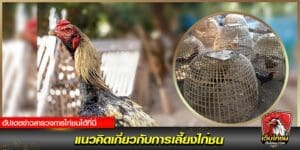 ข่าวไก่ชน ไก่พื้นเมือง