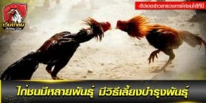 ไก่ชนภาคใต้