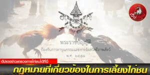 ไก่ตีแพง ล่าสุด