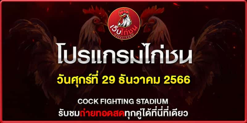 ไก่ตีแพงล่าสุด