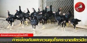 ไก่ชนสด-ออนไลน์