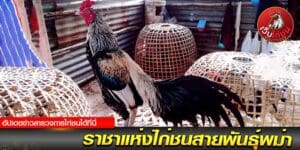 เว็บข่าว ไก่ชนออนไลน์