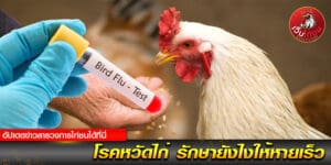 ดูไก่ชน