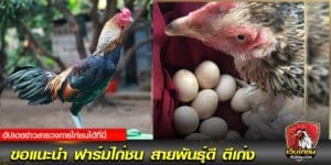 คนรักไก่ชน