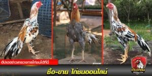 ซื้อ-ขาย ไก่ชนออนไลน์