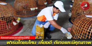 เว็บข่าวไก่ชน