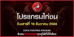 โปรแกรมไก่ชนเสาร์นี้