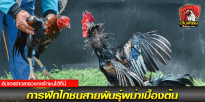 วงการไก่ชน