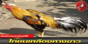 ทีเด็ด ไก่ชน 2567