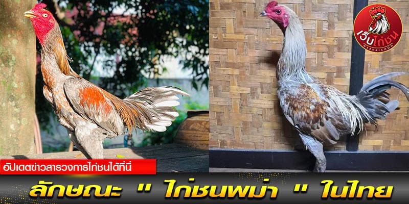 ทีเด็ดไก่ชน 2567