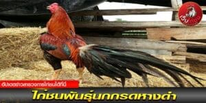 เว็บแทง ไก่ชน