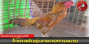 คนรักไก่ชน 2567