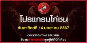 ไก่ชน คู่หยุด โลก 14167