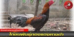 ไก่ชนเงินล้าน