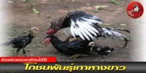 วงการ ไก่ชน