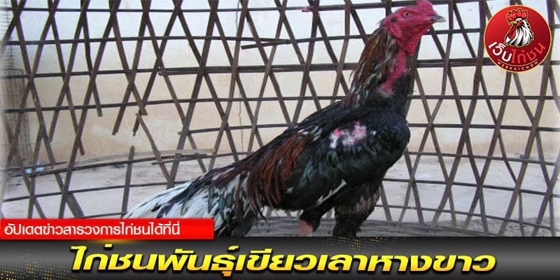 สังเวียน ไก่