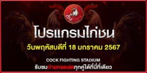 ไก่ชน คู่ดุเดือด 18167