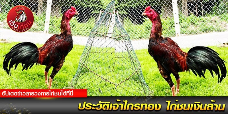 ข่าวสาร ไก่ชน