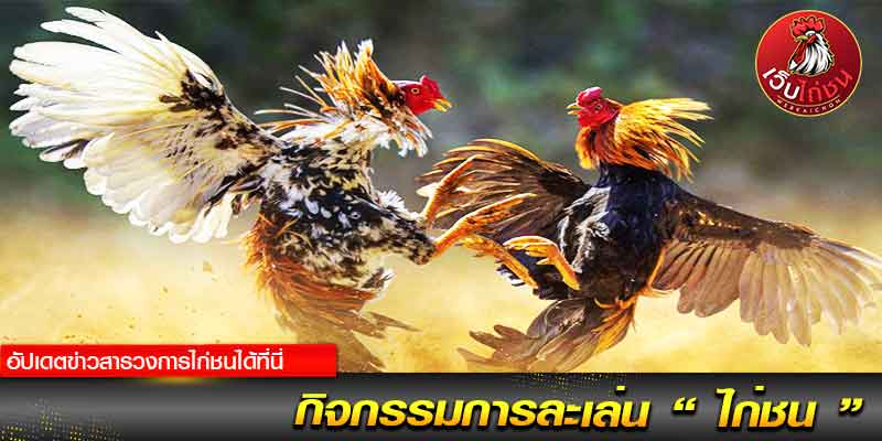 ดูไก่ชนตี กันสด