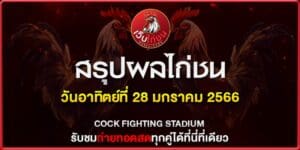 ดูไก่ชน ตีกัน280167