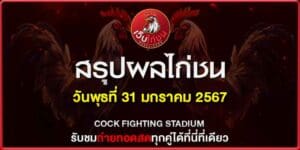 สรุปผลไก่ชน31167