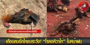 กลุ่ม ไก่ชน ออนไลน์