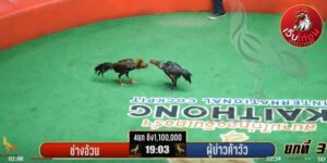 เทปไก่ชนย้อนหลัง110