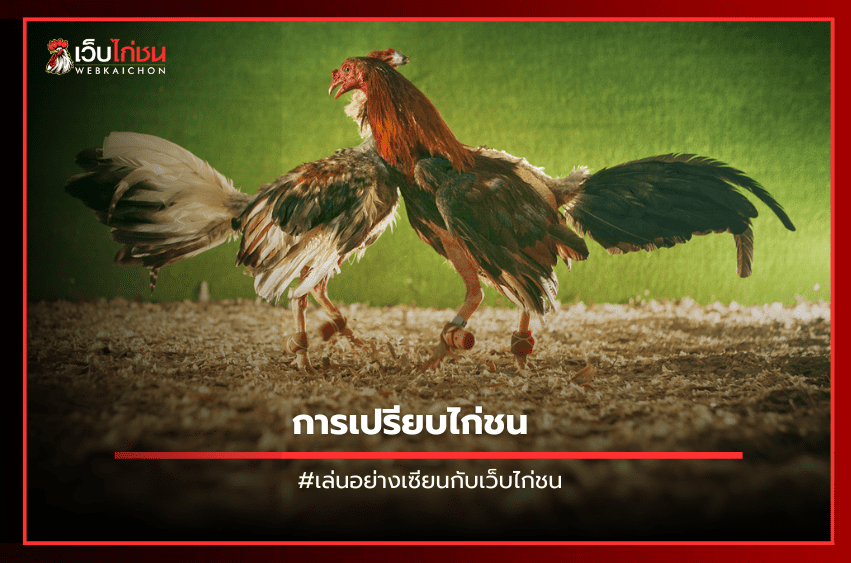 การเปรียบไก่ชน