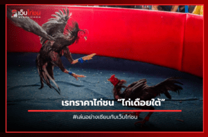 เรทราคาไก่ชน “ไก่เดือยใต้”