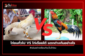 ไก่ชนทั่วไป VS ไก่เดือยใต้ แตกต่างกันอย่างไร