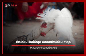 ข่าวไก่ชน วันนี้ล่าสุด อัปเดตข่าวไก่ชน ล่าสุด