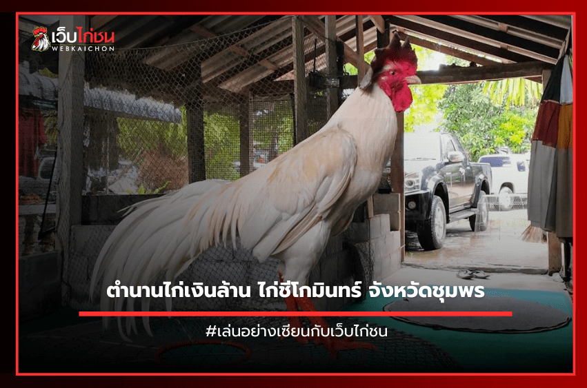 ตำนานไก่เงินล้าน ไก่ชีโกมินทร์ จังหวัดชุมพร