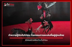 ทำความรู้จักกับไก่ชน กิจกรรมการละเล่นที่อยู่คู่คนไทย