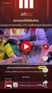 ไก่ชนเขมร