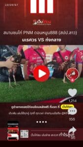 สนามชนไก่PNM ดอนหนูน888