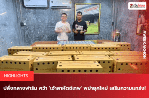 ปลั่งกลางฟาร์ม คว้า 'เจ้าสาหัตถ์เทพ' พม่ายุคใหม่