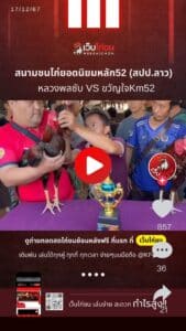 สนามชนไก่ยอดนิยมหลัก52