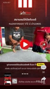 สนามชนไก่บึงทับแต้ล่าสุด